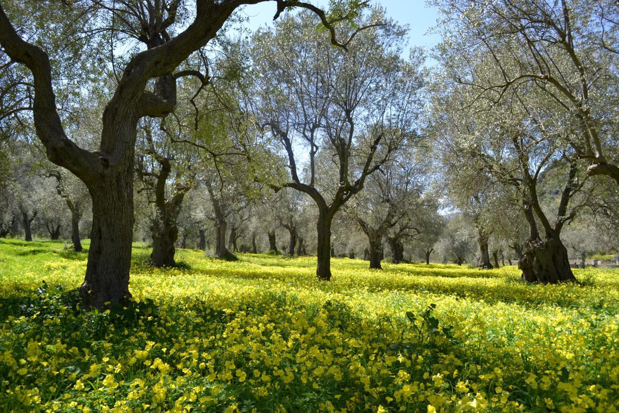 Agriturismo Malena Amica ภายนอก รูปภาพ